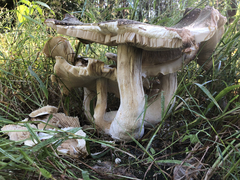 Macrocybe gigantea
