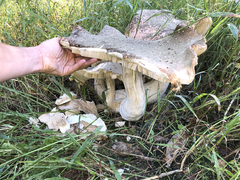 Macrocybe gigantea