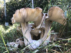 Macrocybe gigantea
