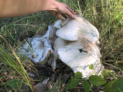 Macrocybe gigantea