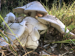 Macrocybe gigantea