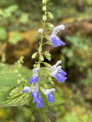 Salvia plurispicata