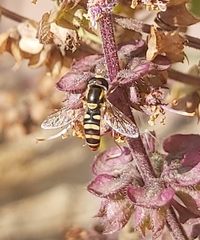 Ischiodon