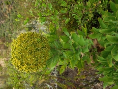 Notobubon galbanum