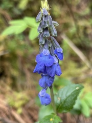 Salvia helianthemifolia