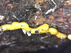 Physarum hongkongense