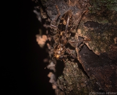 Stigmatium mastersii