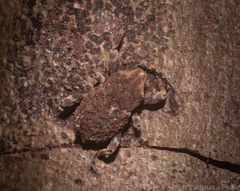 Poropterus bisignatus