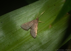 Piletocera macroperalis