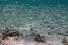 Spratelloides gracilis