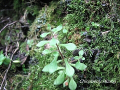 Sedum stellariifolium