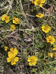 Asteraceae