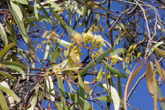 Eucalyptus ochrophloia