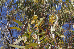 Eucalyptus ochrophloia