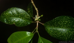 Acronychia pauciflora