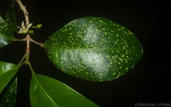 Acronychia pauciflora