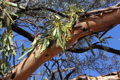 Eucalyptus ochrophloia