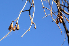 Eucalyptus ochrophloia