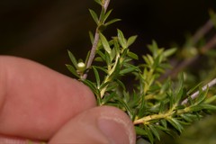Leptospermum juniperinum