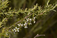Leptospermum juniperinum