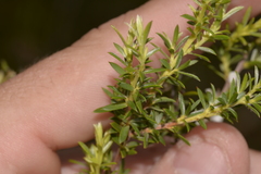 Leptospermum juniperinum
