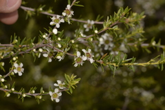 Leptospermum juniperinum