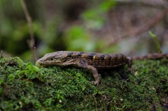 Sierra de Zongolica Arboreal Alligator Lizard photo 3