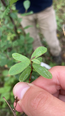 Lonicera villosa