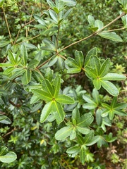 Acradenia frankliniae