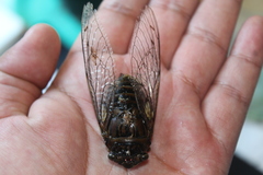 Quesada gigas