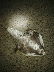 Ogcocephalus