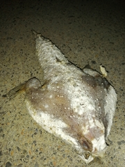 Ogcocephalus