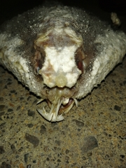 Ogcocephalus