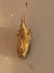 Cebrenis cauta