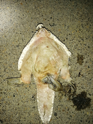 Bespikkelde vleermuisvis (Ogcocephalus pantostictus) — Ogcocephalidae — 3