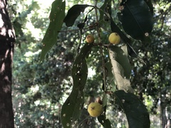 Alectryon tomentosus