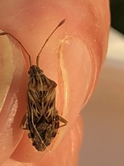 Cebrenis cauta