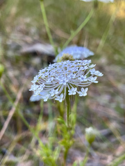 Trachymene coerulea