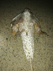 Ogcocephalus