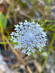 Trachymene coerulea