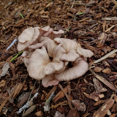 Scytinotus longinquus