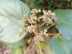 Heliocarpus appendiculatus
