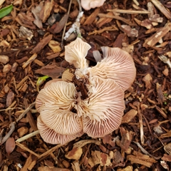 Scytinotus longinquus