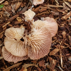 Scytinotus longinquus