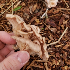 Scytinotus longinquus