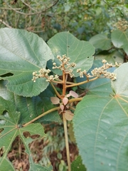 Heliocarpus appendiculatus