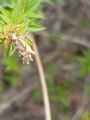 Myrascia bracteatella