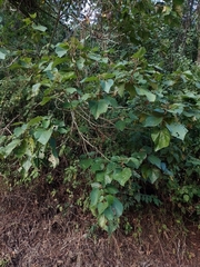 Heliocarpus appendiculatus