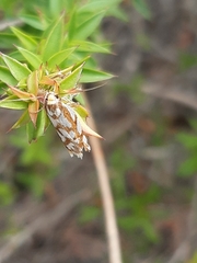 Myrascia bracteatella
