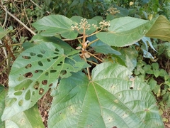 Heliocarpus appendiculatus